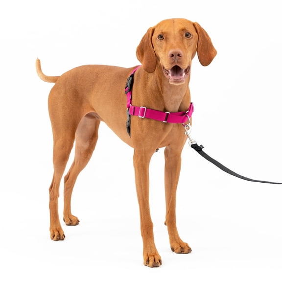 PetSafe Easy Walk Dog Harness, No Pull Leash, prevents from Choking on Walks, Raspberry, M