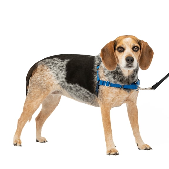 PetSafe Easy Walk No-Pull Leash Training Dog Harness, Small/Medium, Royal Blue