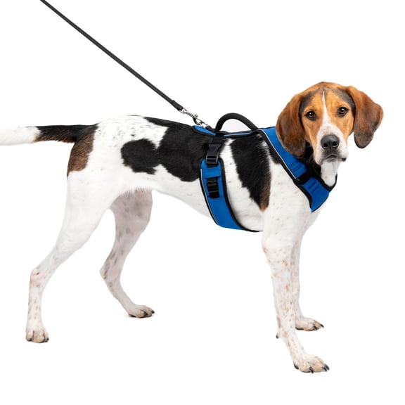 PetSafe EasySport Dog Harness, Adjustable, Padded and Reflective Piping, Large, Blue