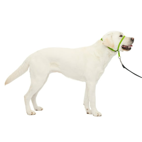 PetSafe Gentle Leader Dog Collar, Large, Apple Green