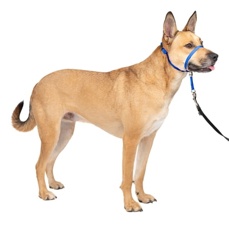 PetSafe Gentle Leader Headcollar, No-Pull Dog Collar, Medium 25-60 Lb., Blue