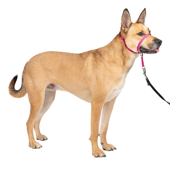 PetSafe Gentle Leader Headcollar, No-Pull Dog Collar, Medium 25-60 Lb., Raspberry