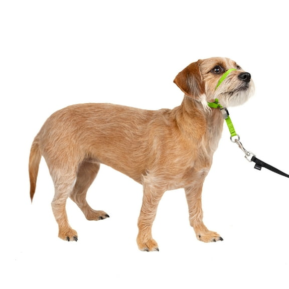 PetSafe Gentle Leader Headcollar, No-Pull Dog Collar, Stops Pets from Pulling on Walks