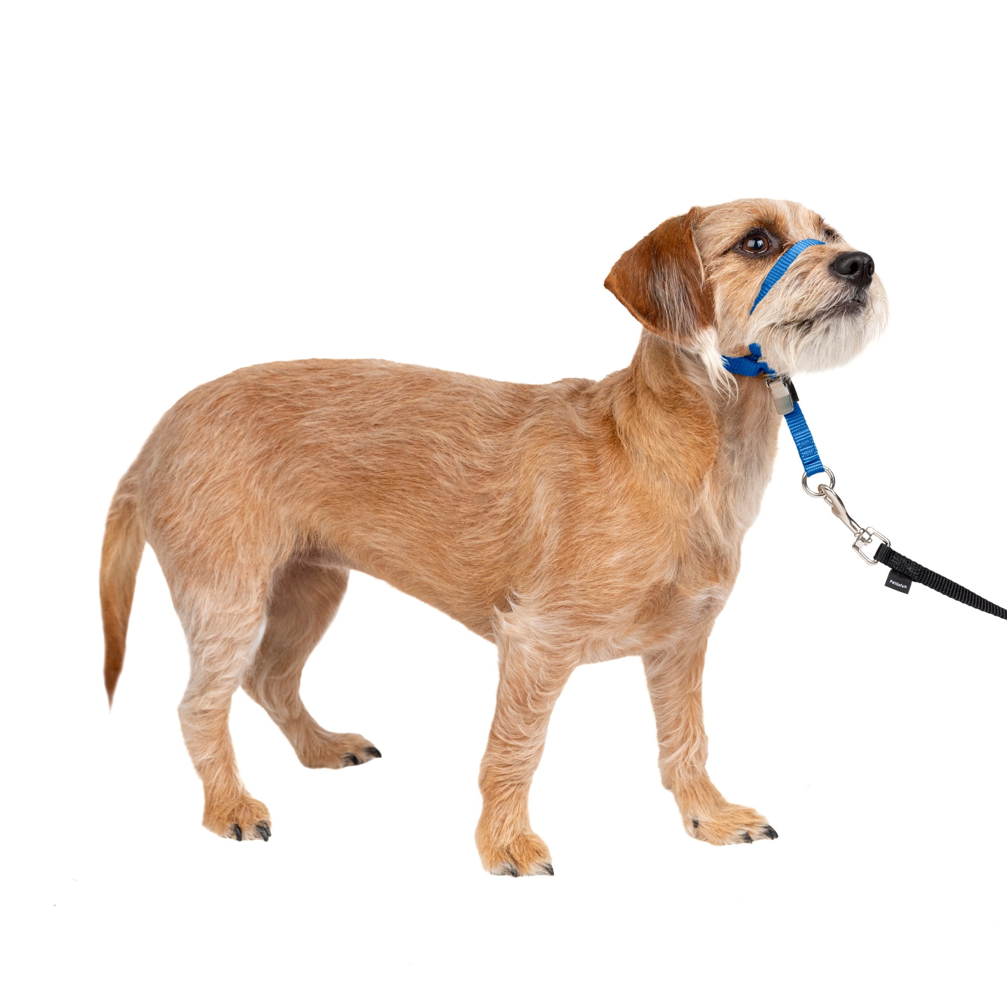 Pet pull cheap dog