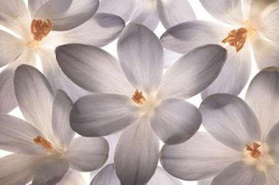 Petal Perfect Canvas Art - Assaf Frank (24 x 36)