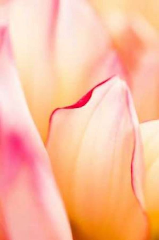 Petals I Canvas Art - Beth Wold (12 x 18)