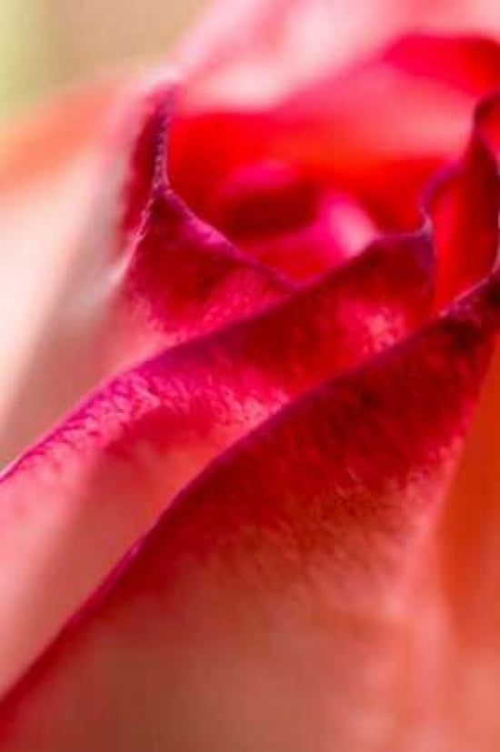 Petals II Canvas Art - Beth Wold (24 x 36)