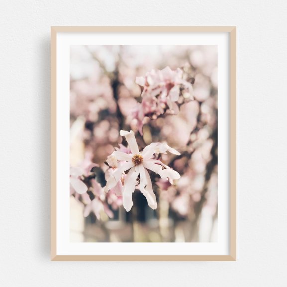 Petals of Tranquility - Photography Flowers Cherry Blossoms Floral Nature Botanical Pastel Garden Oak Framed Wall Art Print 5 x 7 inches