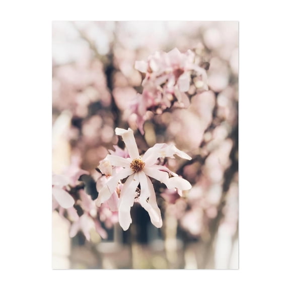 Petals of Tranquility - Photography Flowers Cherry Blossoms Floral Nature Botanical Pastel Garden Unframed Wall Art Print 5 x 7 inches