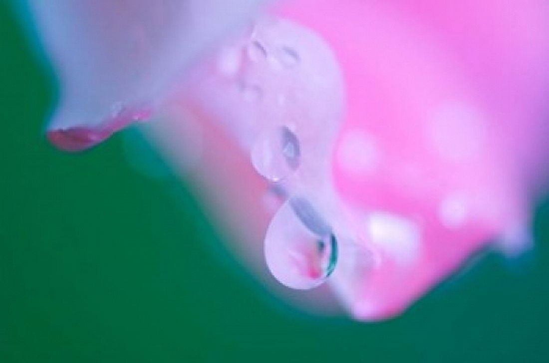 Petals with Drops of Rain Canvas Art - Jaynes Gallery DanitaDelimont (17 x 11)
