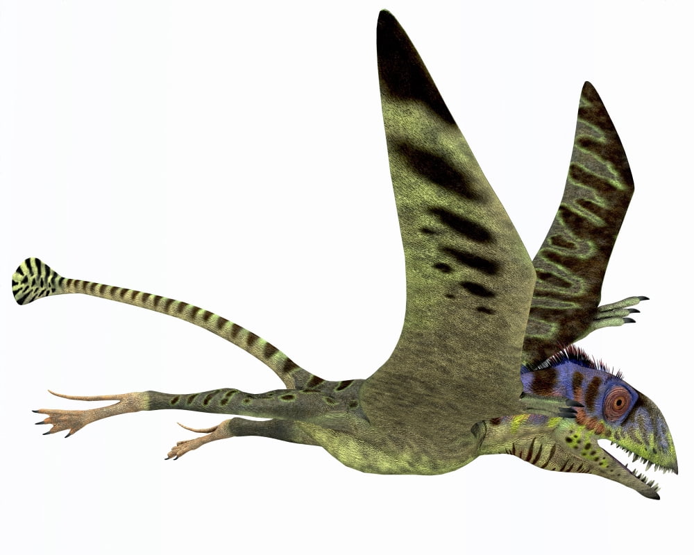 Peteinosaurus pterosaur from the Triassic Period Canvas Art - Corey FordStocktrek Images (32 x 26)