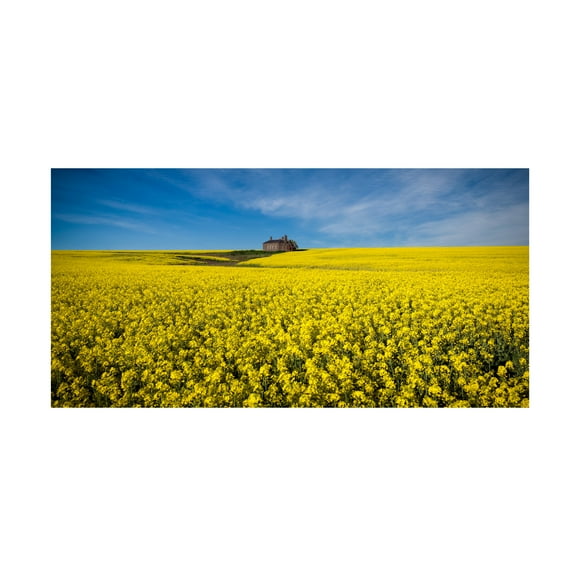 Peter Elgar 'The Canola Field' Canvas Art