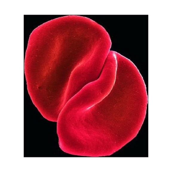 Peter Gabriel - Scratch My Back - Music & Performance - CD
