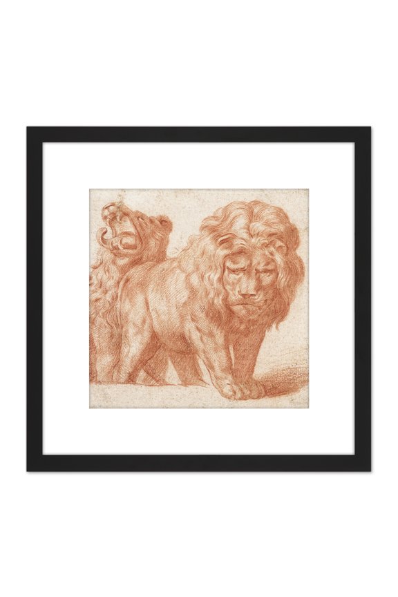 Peter Paul Rubens Two Lions Roaring Illustration 8X8 Inch Square Wooden Framed Wall Art Print Picture with Mount