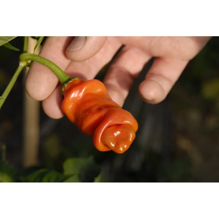 Peter Pepper Seeds to Plant (30 Seeds) - Easy to Grow and Exotic Look -  Walmart.com