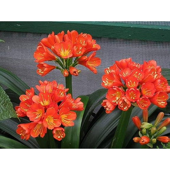 Peters Professional 20-20-20 General Purpose Fertilizer 3 Lb. (1)