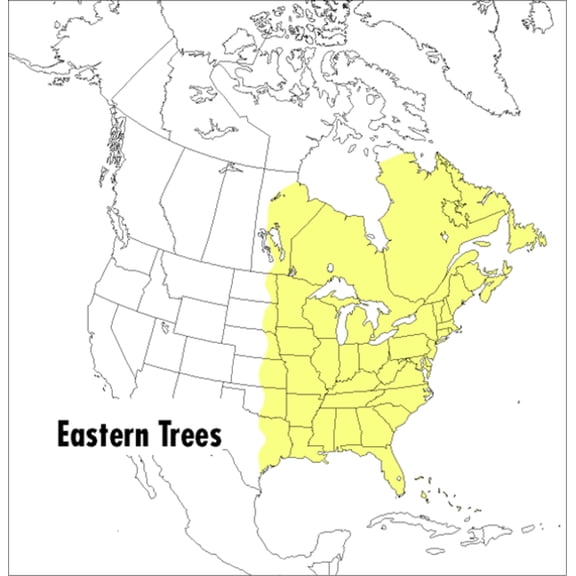 Peterson Field Guides A Peterson Field Guide to Eastern Trees: Eastern United States and Canada, Including the Midwest, (Paperback)