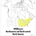 thumbnail image 1 of Peterson Field Guides A Peterson Field Guide to Wildflowers: Northeastern and North-Central North America, (Paperback), 1 of 2