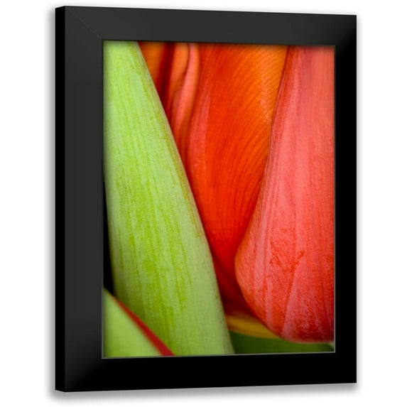 Peterson, Lee 11x14 Black Modern Framed Museum Art Print Titled - Tulip Detail I