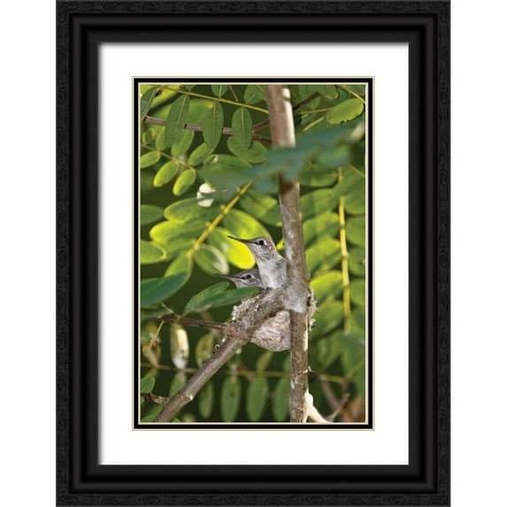 Peterson, Lee 11x14 Black Ornate Wood Framed with Double Matting Museum Art Print Titled - Hummingbird I