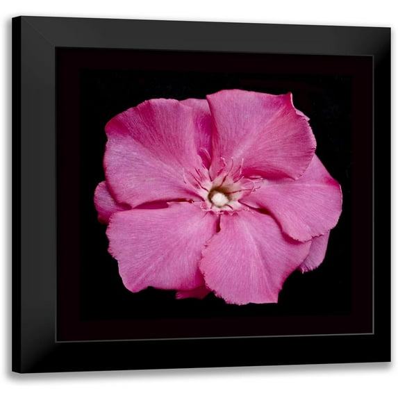 Peterson, Lee 12x12 Black Modern Framed Museum Art Print Titled - Pink Flower