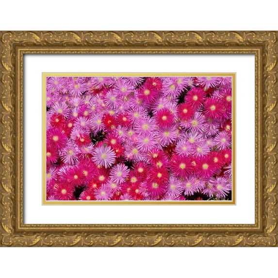 Peterson, Lee 14x11 Gold Ornate Wood Framed with Double Matting Museum Art Print Titled - Pink Ice Flowers