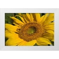 thumbnail image 1 of Peterson, Lee 14x11 White Modern Wood Framed Museum Art Print Titled - Sunflower I, 1 of 4