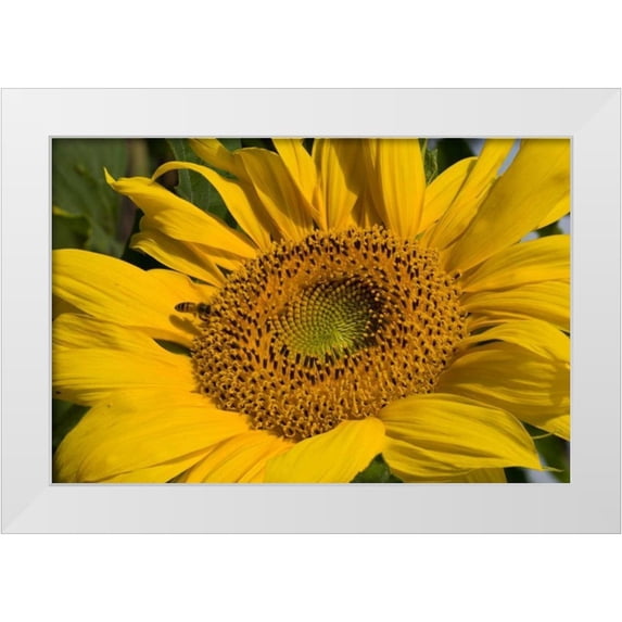 Peterson, Lee 14x11 White Modern Wood Framed Museum Art Print Titled - Sunflower I