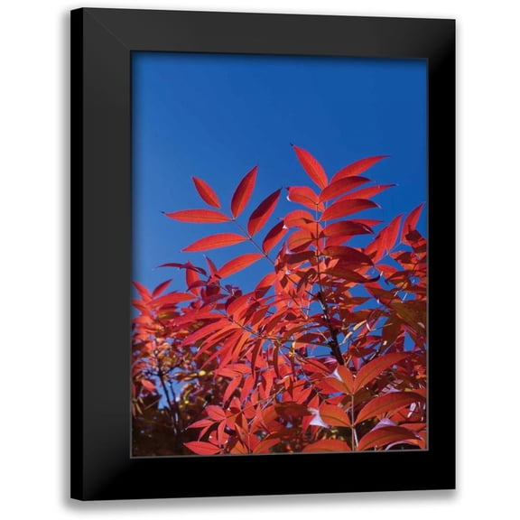 Peterson, Lee 17x24 Black Modern Framed Museum Art Print Titled - Fall Leaves III