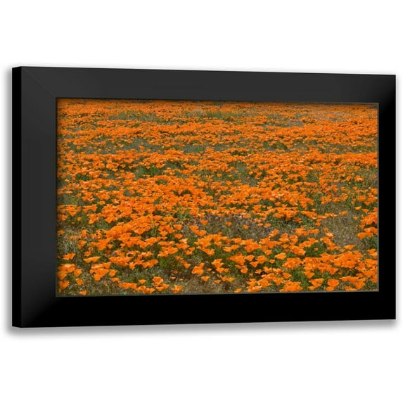 Peterson, Lee 18x13 Black Modern Framed Museum Art Print Titled - California Poppies II