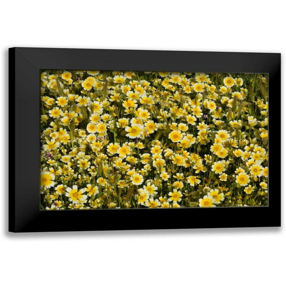 Peterson, Lee 18x13 Black Modern Framed Museum Art Print Titled - Yellow and White I