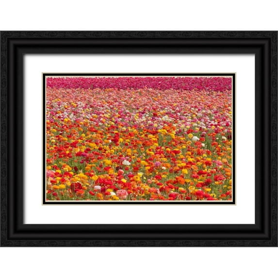 Peterson, Lee 18x13 Black Ornate Wood Framed with Double Matting Museum Art Print Titled - Ranunculus Field