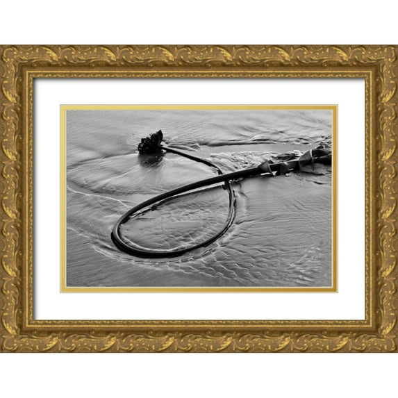 Peterson, Lee 18x13 Gold Ornate Wood Framed with Double Matting Museum Art Print Titled - Seaweed