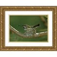 thumbnail image 1 of Peterson, Lee 18x14 Gold Ornate Wood Framed with Double Matting Museum Art Print Titled - Hummingbird II, 1 of 4