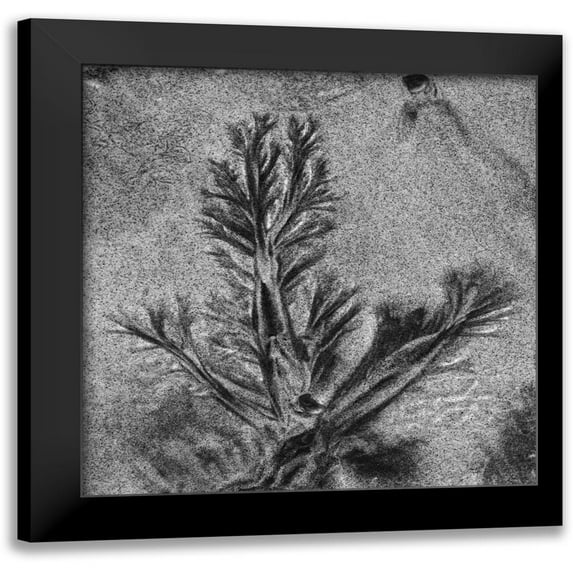Peterson, Lee 20x20 Black Modern Framed Museum Art Print Titled - Texture Sand VIII