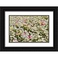 thumbnail image 1 of Peterson, Lee 24x17 Black Ornate Wood Framed with Double Matting Museum Art Print Titled - White Ranunculus, 1 of 4
