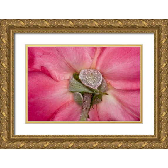 Peterson, Lee 24x17 Gold Ornate Wood Framed with Double Matting Museum Art Print Titled - Rose Up Close I