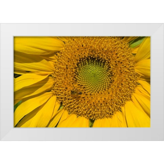 Peterson, Lee 24x17 White Modern Wood Framed Museum Art Print Titled - Sunflower II