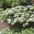 thumbnail image 1 of Petiolaris Climbing Hydrangea Bare Root Starter Flowering Vine (1-Pack), 1 of 4