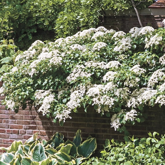 Petiolaris Climbing Hydrangea Bare Root Starter Flowering Vine (1-Pack)