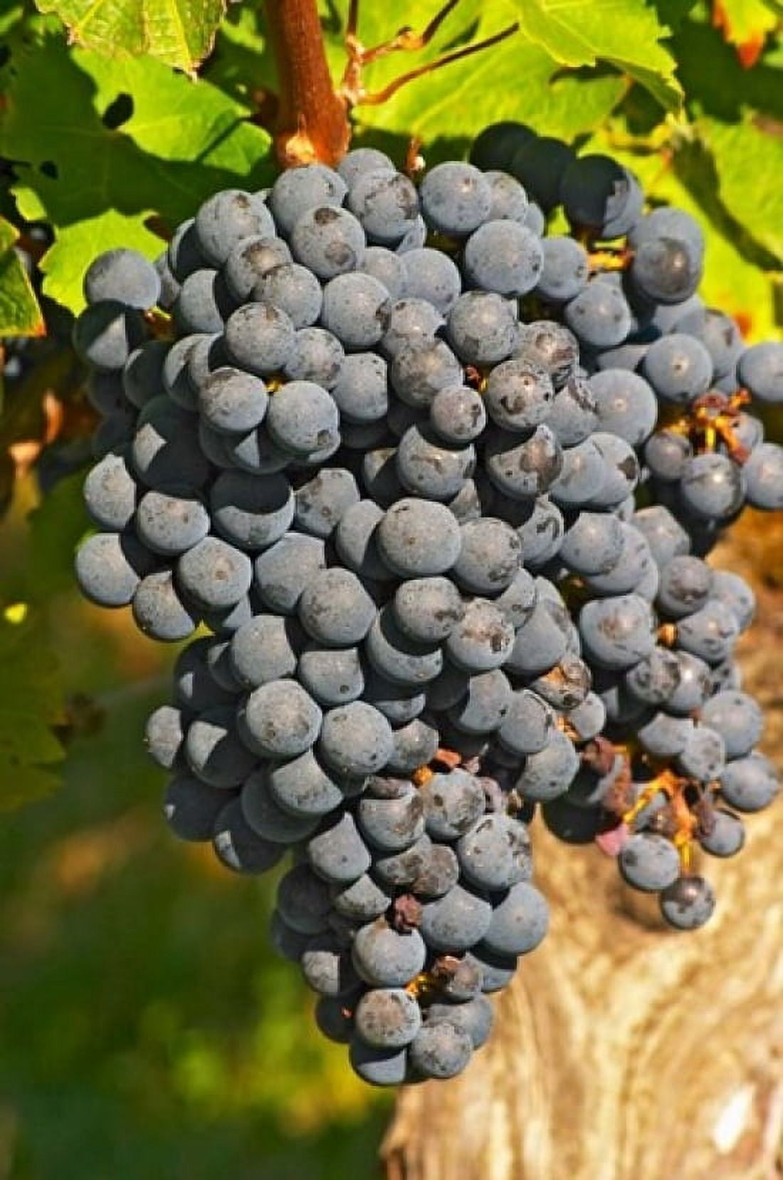 Petit Verdot Vineyard Chateau Pey la Tour France Canvas Art - Per Karlsson DanitaDelimont (24 x 36)