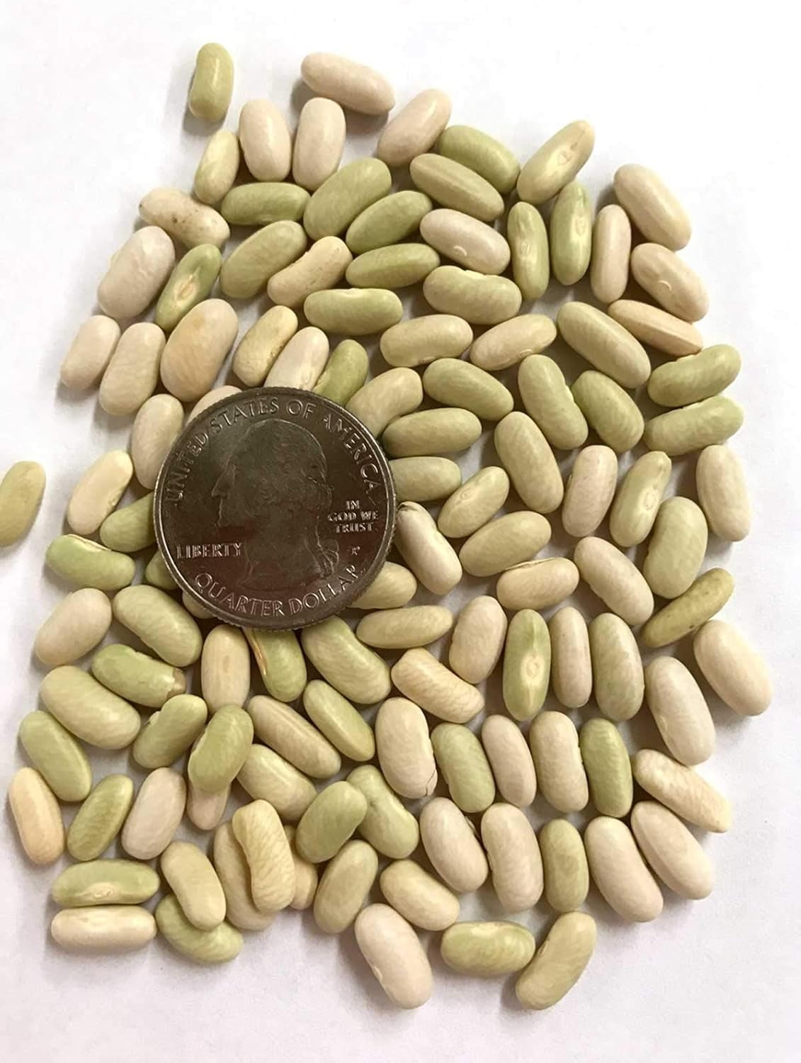 Petite Filet French Bean (Phaseolus vulgaris) 5 Gram Seeds for Planting ...