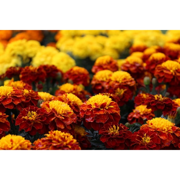 Petite French Marigold Mix Seeds/Full Sun/Annual/150 Seeds 1/2 Gram/ Zellajake Farm and Garden - B326