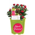 thumbnail image 1 of Petite Knock Out® Miniature Rose; Red Flowers; Full Sun, 1 of 4