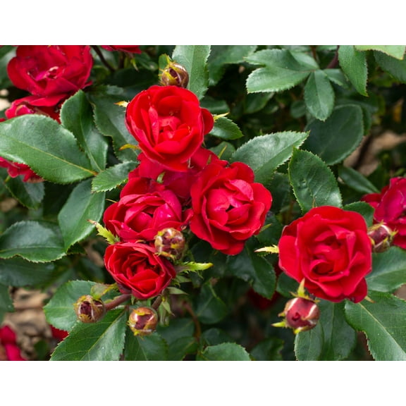 Petite Knock Out Rose - Live Plant ( 1 QT ) - Full Sun - Miniature Rose - Patio Rose