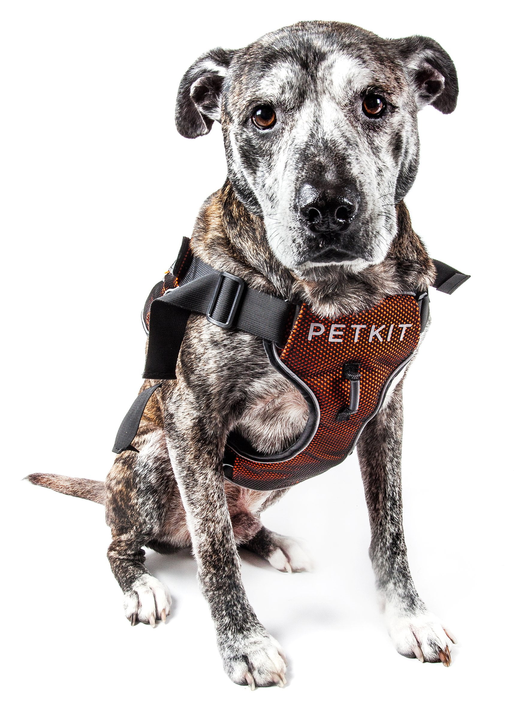 Petkit harness sales