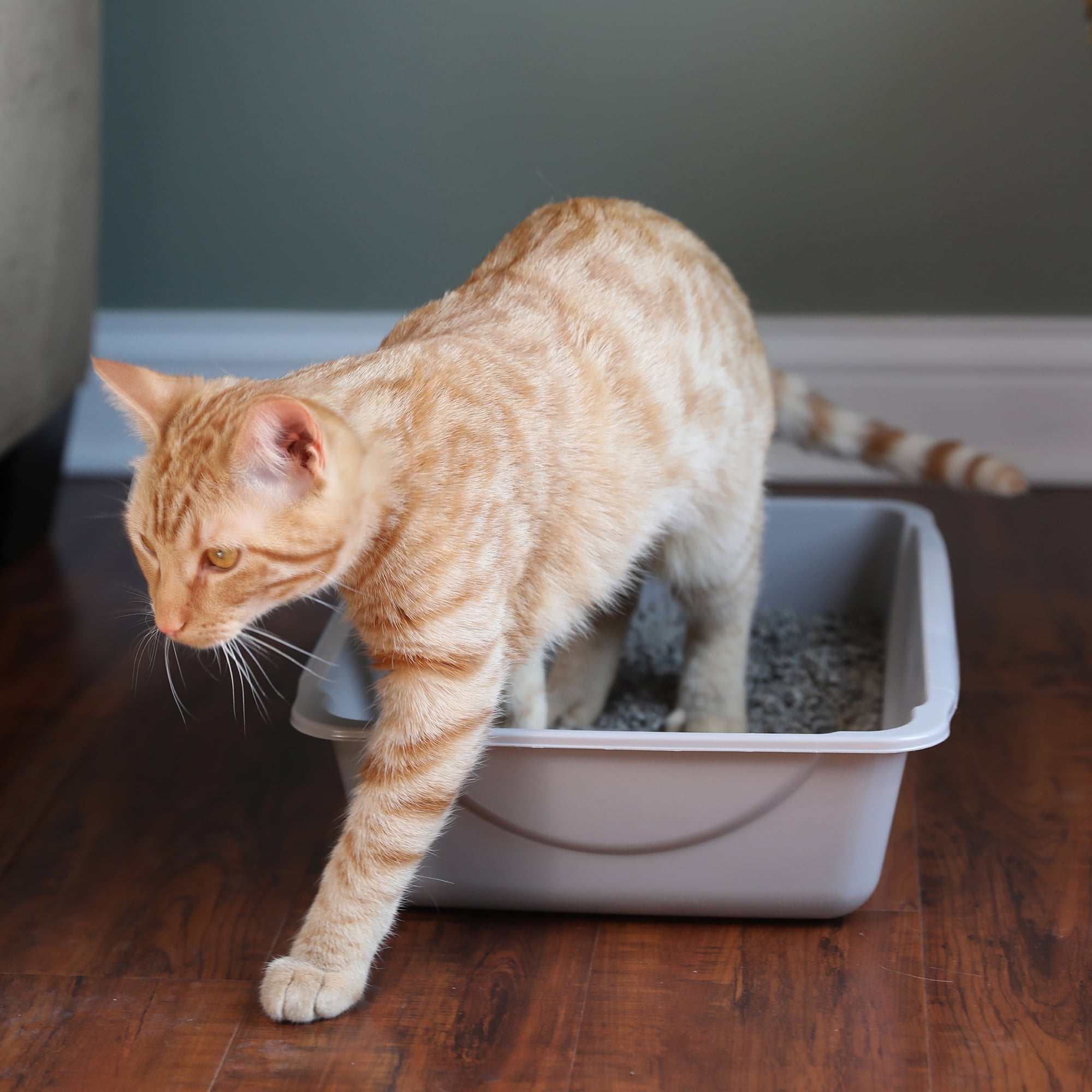 Small Gray Eco-Friendly Plastic Cat Litter Box
