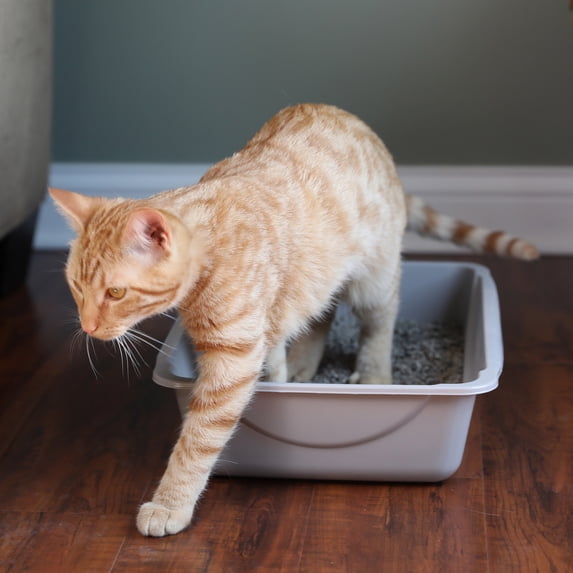 Petmate Durable Open Top Entry Easy to Clean Cat Litter Pan Plastic Cat Litter Box, Medium, Gray