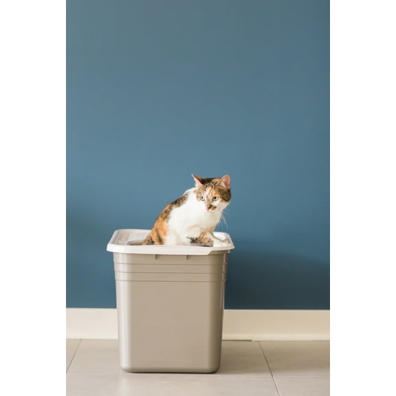 Petmate Open Top Cat Litter Box Top Entry Plastic Cat Litter Pan, Silver, 20" x 15" x 15"