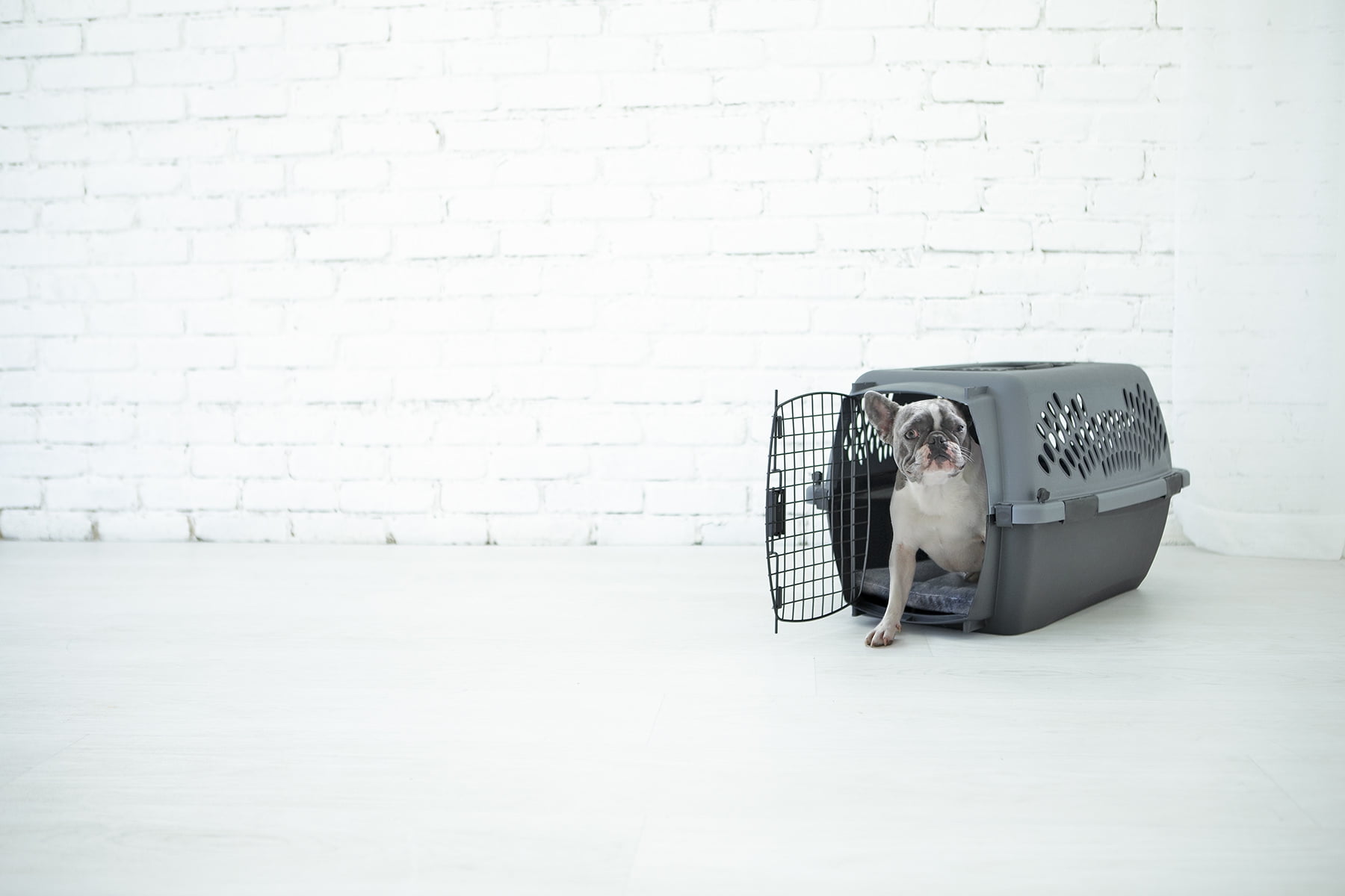 Petmate Pet Porter Dog Kennel Plastic Pet Carrier, 26